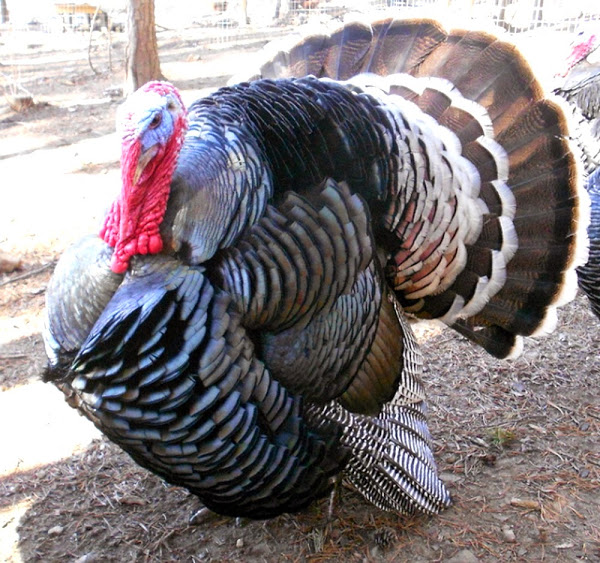 Standard Bronze Turkeys